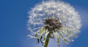 ¿Cómo nos afecta la primavera?