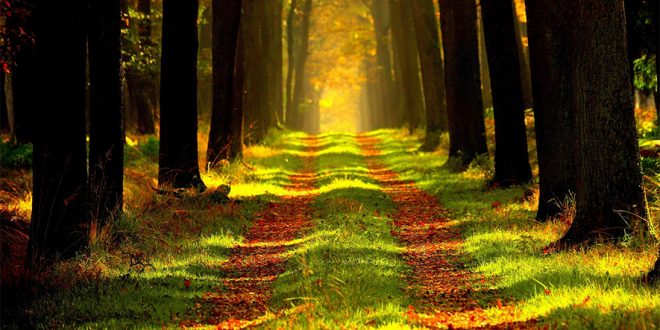 Terapia forestal, qué es y como ayuda a nuestro cuerpo