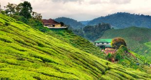 El té verde y Sri Lanka