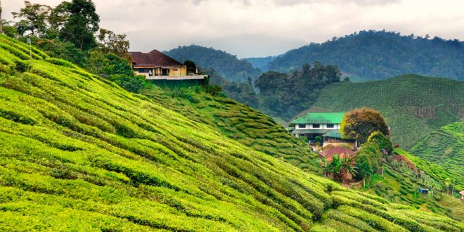 El té verde y Sri Lanka