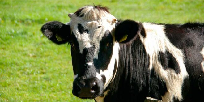 Diferencias entre la leche convencional y la ecológica