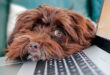 Imagen de un perro en un ordenador de alguien haciendo teletrabajo